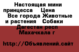 Настоящая мини принцесса  › Цена ­ 25 000 - Все города Животные и растения » Собаки   . Дагестан респ.,Махачкала г.